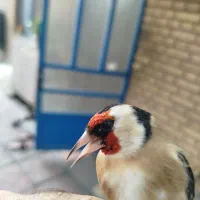 سهره تک وتعداد|پرنده|پاکدشت, پاکدشت (مامازند)|دیوار