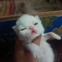 گربه پرشین سوپرفلت