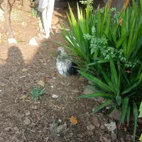 مرغ و خروس مینیاتوری زیبا