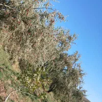 اجاره سنجد
