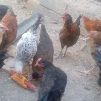 فروش جوجه خروس محلی اصل