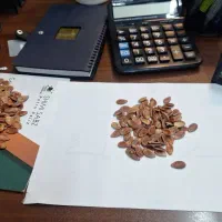 بذر هندوانه دیمه