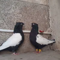 سینه دوکاکله|پرنده|شیراز, بازار|دیوار