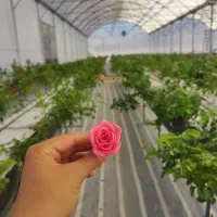 اجاره مدرک مهندسی کشاورزی