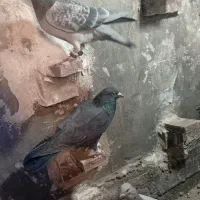 کبوتر|پرنده|راین, |دیوار