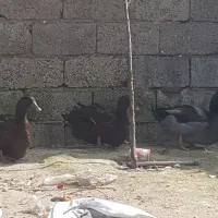 اردک روئن غول پیکر