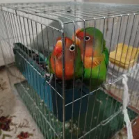 طوطی برزیلی