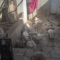 غاز چشم آبی.خروس|حیوانات مزرعه|رباط‌کریم, رباط‌کریم|دیوار