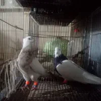 یک‌جفت‌طوقی‌درجه‌یک