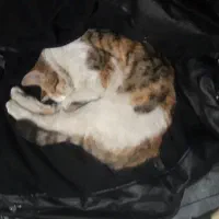 واگذاری گربه|گربه|سنندج, |دیوار