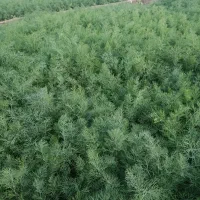 شوید