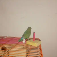 فروش ۲عدد طوطی برزیلی فیشر|پرنده|شهریار, شهرک وائین|دیوار