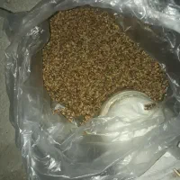 کنجد مغزدارتازه محلی