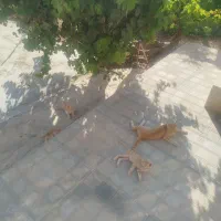واگذاری گربه‌ رایگان