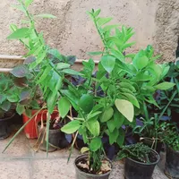 گل سبز|گل و گیاه طبیعی|ایذه, |دیوار