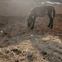 کره اسب نر آروم|حیوانات مزرعه|بجنورد, |دیوار