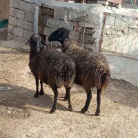 دو عدد میش|حیوانات مزرعه|خنداب, |دیوار