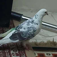 کبوتر گمشده|پرنده|تهران, جیحون|دیوار