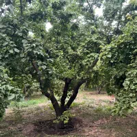 باغ  خام 650 مترچاردیوار  مختص برای ویلا