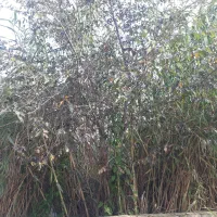 نی تازه ویلا باغ خانه|عمدهفروشی|ماسال, |دیوار