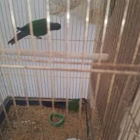 فروش گیرنیجک