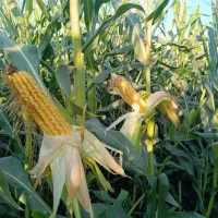 سیلو ذرت|عمده‌فروشی|گرگان, |دیوار