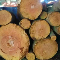 باسلام خرید انواع درخت باغی ویلای  ارس کاری