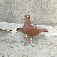 ماده سرخ کرمونی شاخی کاکولی