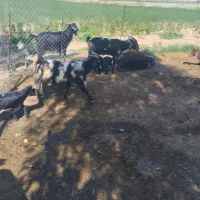 بزغاله|حیوانات مزرعه|اندیمشک, |دیوار