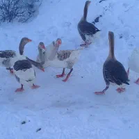 غاز محلی|حیوانات مزرعه|اردبیل, |دیوار