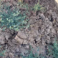 فروش کود حیوانی سوخته