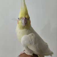 یک جفت عروس هلندی سرحال|پرنده|سرولایت, |دیوار