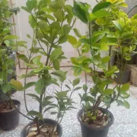 گل شمشاد   گل رز انگوربی دونه دوتانهال