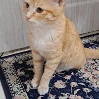 واگذاری گربه رایگان