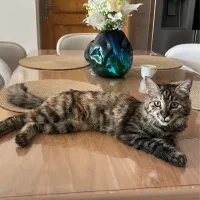 واگذاری رایگان بچه گربه