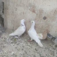 با سلام کفترا ۴ تا هستند یک دونه ماده سه تا نر