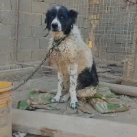 واگذاری سگ لاس معاوضه