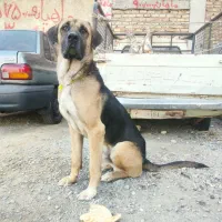 پژدرعراقی دوساله