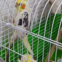 بهترین نژاد طوطی عروس زعفرانی نر|پرنده|رشت, سعدی (تختی)|دیوار