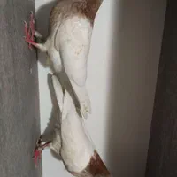 کفتر جوجه|پرنده|تهران, کوثر|دیوار