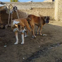 سگ واگذار|سگ|مشهد, منزل آباد|دیوار