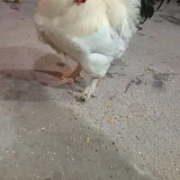 برهما|حیوانات مزرعه|بناب, |دیوار