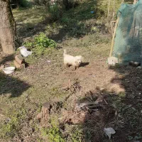 سگ نرماد|سگ|لنگرود, |دیوار