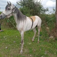 اسب عرب مسابقه ایی