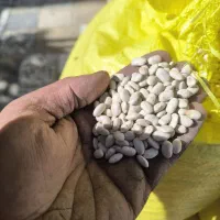 لوبیا سفید درجه یک ،بوجاری شده ،لیزر