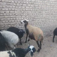 میش  و بره نر|حیوانات مزرعه|ورامین, ورامین|دیوار
