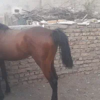 کره نریون ۲ساله
