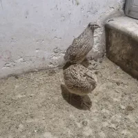 بلدرچین