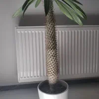 گل نخل ماداگاسکار ( پاکیپودیوم لامری)|گل و گیاه طبیعی|سقز, |دیوار