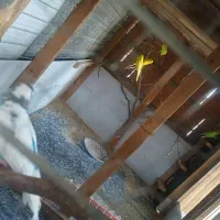 مرغ عشق های نسل دار